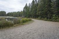 a dirt trail that is near the water surrounded by trees with grass in it and a canoe out to the side