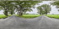 the road is paved with pavements and trees lined up along each side of it