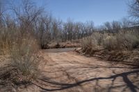 a dirt road winding through dry brush and trees on a clear, sunny day in the country side