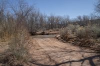 a dirt road winding through dry brush and trees on a clear, sunny day in the country side