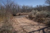 a dirt road winding through dry brush and trees on a clear, sunny day in the country side