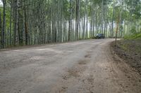 a dirt road that is surrounded by tall trees, with a car driving in the distance