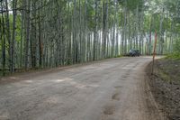 a dirt road that is surrounded by tall trees, with a car driving in the distance