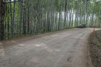 a dirt road that is surrounded by tall trees, with a car driving in the distance