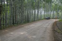 a dirt road that is surrounded by tall trees, with a car driving in the distance