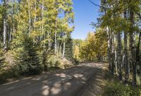 Scenic Drive Through Lush Forest 001