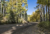 Scenic Drive Through Lush Forest 002