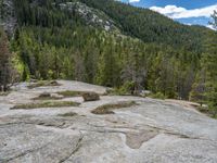 a dog stands on the edge of some large boulders in the middle of trees and rocks