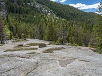 a dog stands on the edge of some large boulders in the middle of trees and rocks