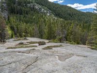 a dog stands on the edge of some large boulders in the middle of trees and rocks