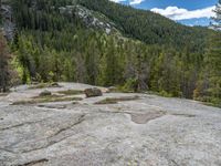 a dog stands on the edge of some large boulders in the middle of trees and rocks