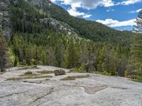 a dog stands on the edge of some large boulders in the middle of trees and rocks