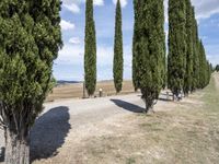 long row of cypress trees on a gravel road with some people sitting around a tree lined path