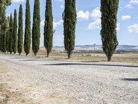 long row of cypress trees on a gravel road with some people sitting around a tree lined path