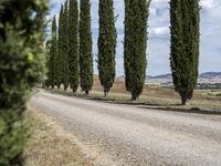 long row of cypress trees on a gravel road with some people sitting around a tree lined path