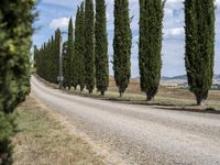 long row of cypress trees on a gravel road with some people sitting around a tree lined path