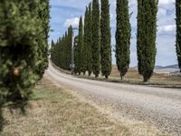 long row of cypress trees on a gravel road with some people sitting around a tree lined path