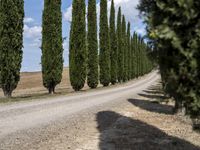 long row of cypress trees on a gravel road with some people sitting around a tree lined path