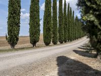 long row of cypress trees on a gravel road with some people sitting around a tree lined path