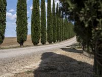 long row of cypress trees on a gravel road with some people sitting around a tree lined path