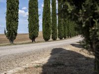 long row of cypress trees on a gravel road with some people sitting around a tree lined path