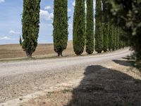 long row of cypress trees on a gravel road with some people sitting around a tree lined path