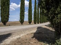 long row of cypress trees on a gravel road with some people sitting around a tree lined path