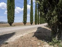 long row of cypress trees on a gravel road with some people sitting around a tree lined path