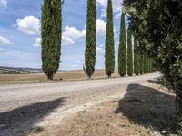 long row of cypress trees on a gravel road with some people sitting around a tree lined path