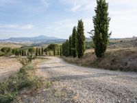 gravel road winding through an italian countryside with rolling hills behind it and trees lining the sides of both sides