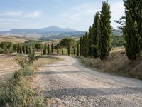 gravel road winding through an italian countryside with rolling hills behind it and trees lining the sides of both sides