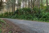 a long gravel road in a wooded area with trees behind it, and leaves growing on the ground