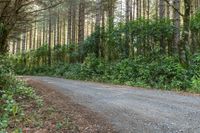 a long gravel road in a wooded area with trees behind it, and leaves growing on the ground