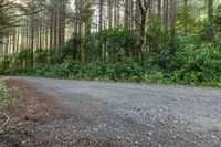 a long gravel road in a wooded area with trees behind it, and leaves growing on the ground