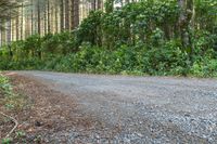 a long gravel road in a wooded area with trees behind it, and leaves growing on the ground