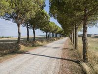 a wide gravel road passes among rows of pine trees in a field of wheat, a few bushes and blue sky