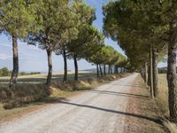 a wide gravel road passes among rows of pine trees in a field of wheat, a few bushes and blue sky