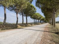 a wide gravel road passes among rows of pine trees in a field of wheat, a few bushes and blue sky