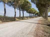 a wide gravel road passes among rows of pine trees in a field of wheat, a few bushes and blue sky