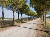 a wide gravel road passes among rows of pine trees in a field of wheat, a few bushes and blue sky