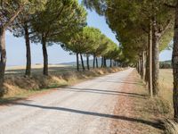 a wide gravel road passes among rows of pine trees in a field of wheat, a few bushes and blue sky