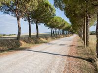 a wide gravel road passes among rows of pine trees in a field of wheat, a few bushes and blue sky