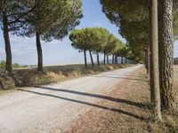 a wide gravel road passes among rows of pine trees in a field of wheat, a few bushes and blue sky