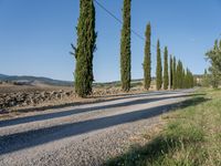 a long gravel road runs alongside a line of tall trees, with grass on both sides