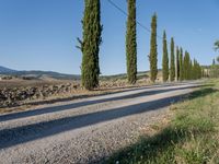 a long gravel road runs alongside a line of tall trees, with grass on both sides