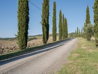 a long gravel road runs alongside a line of tall trees, with grass on both sides