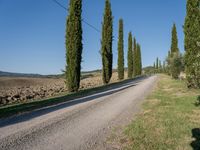 a long gravel road runs alongside a line of tall trees, with grass on both sides