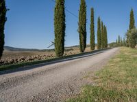 a long gravel road runs alongside a line of tall trees, with grass on both sides