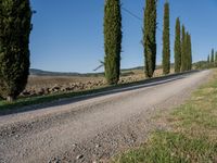 a long gravel road runs alongside a line of tall trees, with grass on both sides