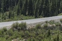 a highway with a bear near the side of it and a forest beyond with water in the foreground